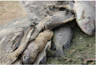 Thành Phố Hạ Long: Cá chết hàng loạt