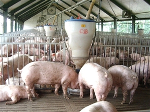 Nghiên cứu về công nghệ xử lý chất thải chăn nuôi hiệu quả xử lý cao và chi phí đầu tư thấp