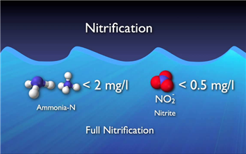 Xử lý Nito trong nước thải bằng phương pháp sinh học